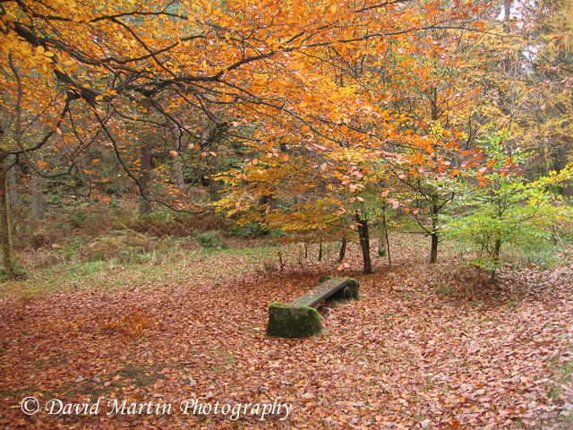 Autumn in Hardcastle Crags